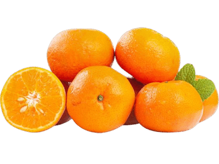 citrus washing waxing sorting line