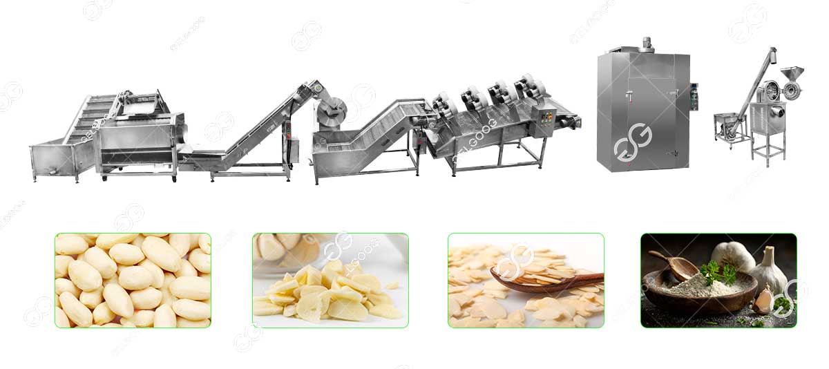 garlic powder processing