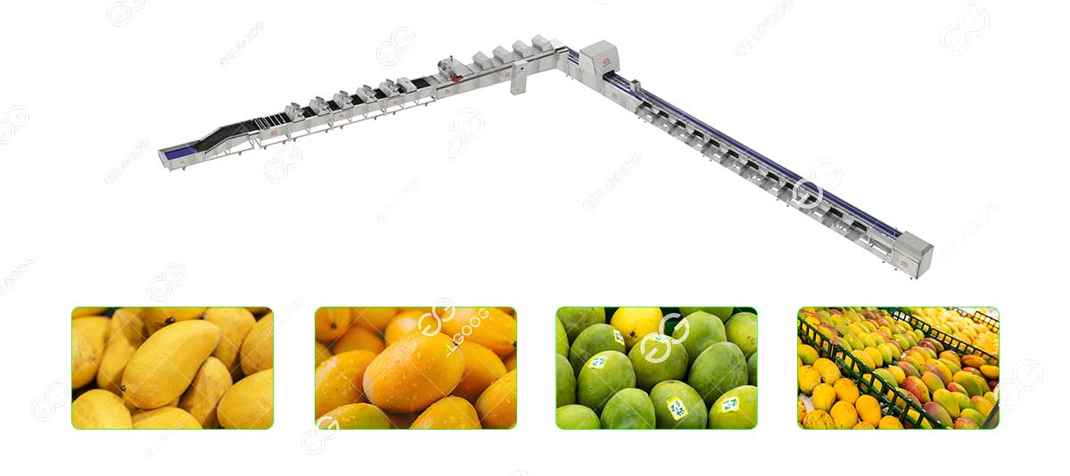 mango washing waxing sorting line