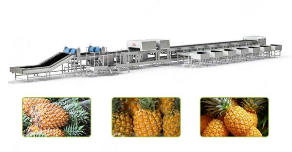 pineapple fruit sorting grading machine 1 10 tons manufacturer
