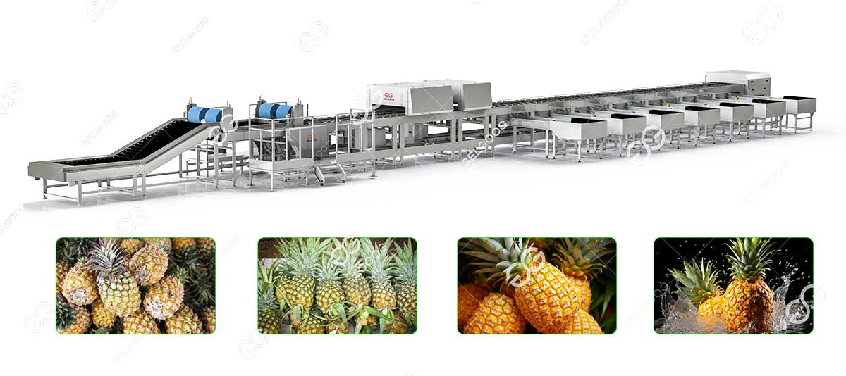 pineapple sorting machine