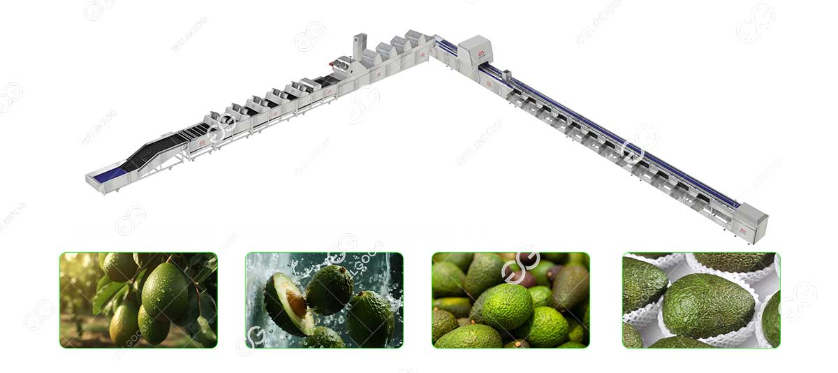 avocado processing machine