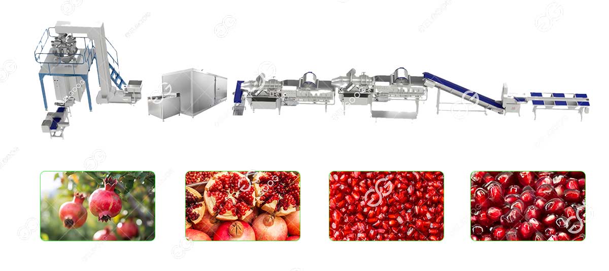 iqf pomegranate freezing line