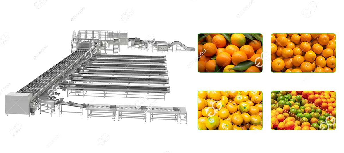 citrus washing waxing sorting machine